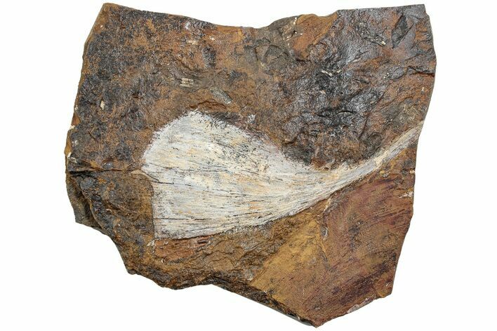 Fossil Ginkgo Leaf From North Dakota - Paleocene #234568